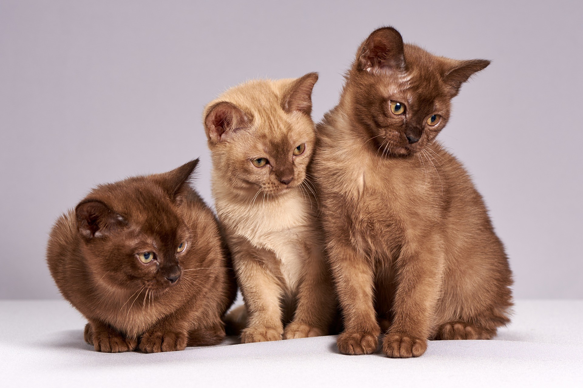 imagem de três gatinhos marrons juntos (Foto: pixabay)
