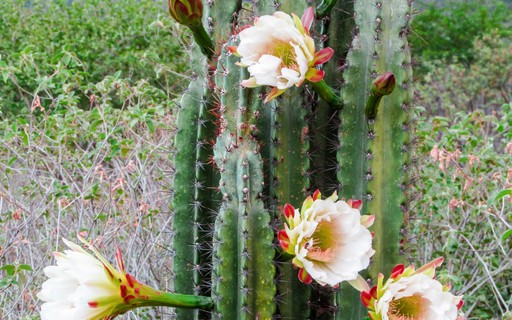 Flor de mandacaru: conheça o cacto com flores que duram só uma noite - Casa  e Jardim | Plantas