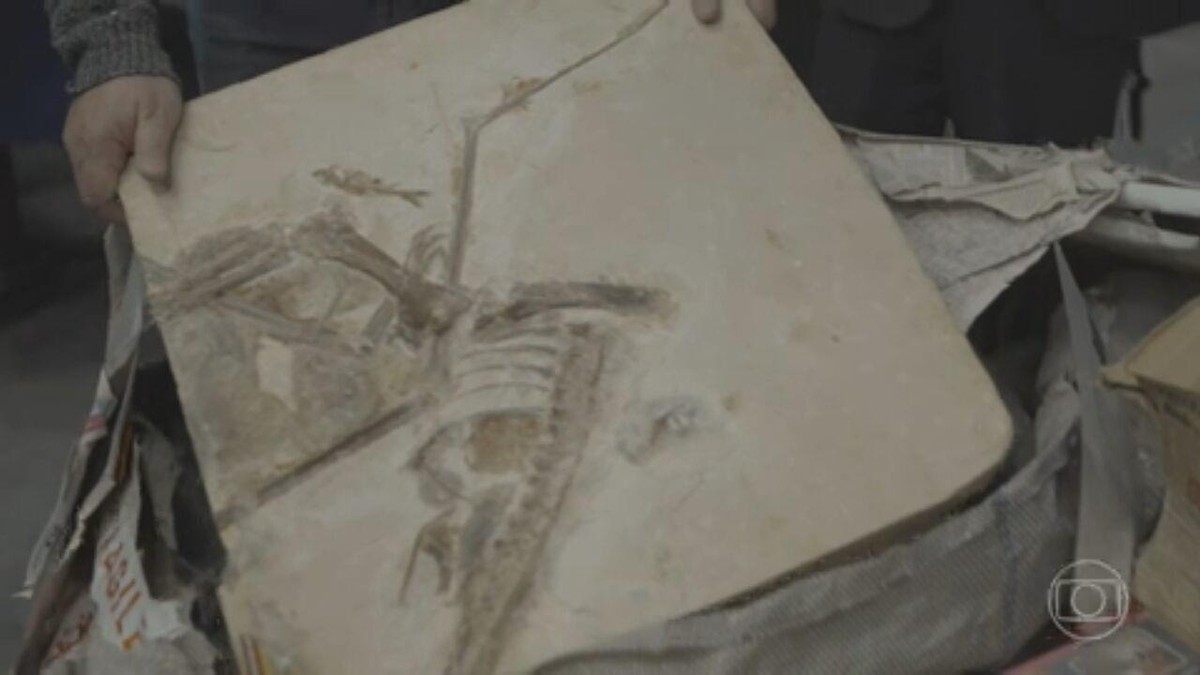 Lors d’une cérémonie, la France restitue 998 fossiles du Crétacé au Brésil ;  voir les images |  Alentours