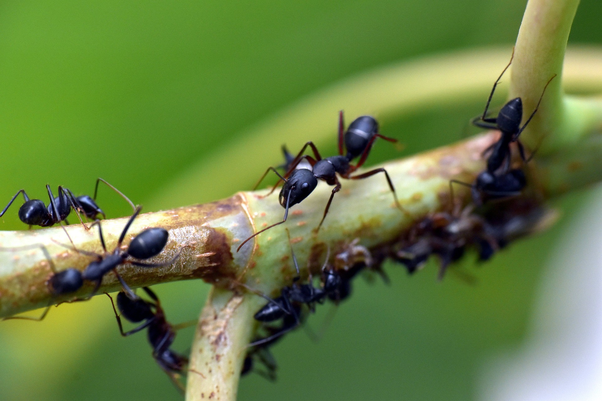 Pela pesquisa, os estudiosos descobriram que existem mais de 15.700 espécies e subespécies de formigas nomeadas, e muitas outras ainda não nomeadas pela ciência.  (Foto: Wikimedia Commons) (Foto: pixabay )