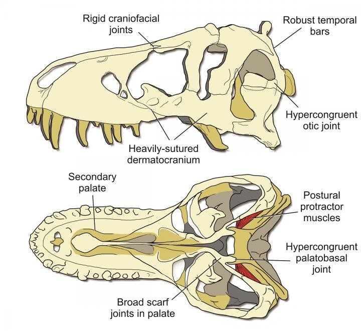 Kit Arqueologia - Crânio T-Rex