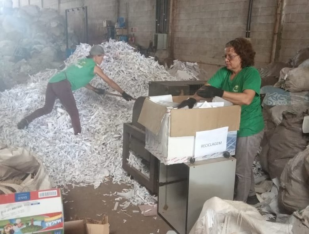Documentos foram picotados para reciclagem — Foto: Polícia Civil-MT/ Divulgação