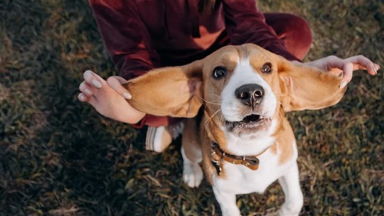 20 coisas que você provavelmente não sabia sobre os beagles