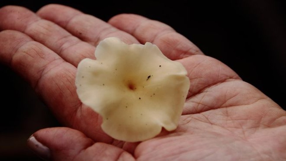 Indígenas utilizam cogumelos como base da dieta e como proteína substituta da carne (Foto: Arquivo Noemia Ishikawa)