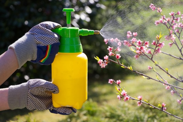 Woman with gloves spraying a blooming fruit tree against plant diseases and pests. Use hand sprayer with pesticides in the garden. (Foto: Getty Images/iStockphoto)