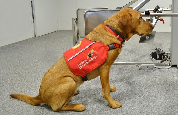 Cachorro fareja amostra no centro de pesquisa do Medical Detection Dogs (Foto: Divulgação)