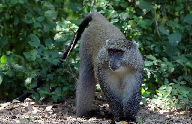 Macacos samango usam humanos como parceiros em pesquisa na África do Sul (Foto: Divulgação)