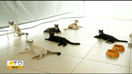 Crime mais comum em Gurupi é o de abandono de cães e gatos