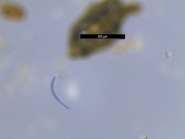 Imagem ampliada de um dos microplásticos achados durante o estudo (Foto: Katarína Fogašová)