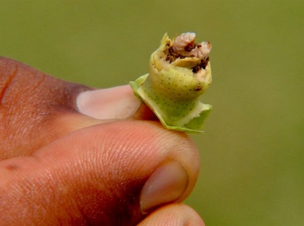 Bicudo-do-algodoeiro exige cuidados no campo — Foto: Reprodução/TVCA