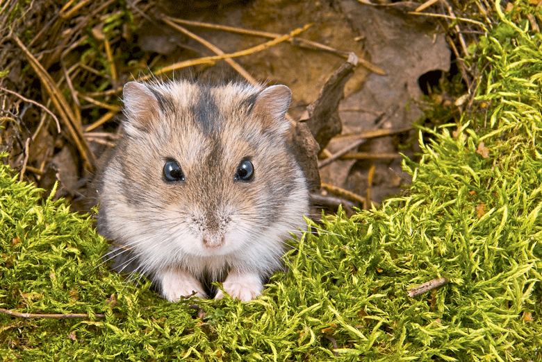 hamster-como-criar-edicao-370-agosto-2016 (Foto: Thinkstock)