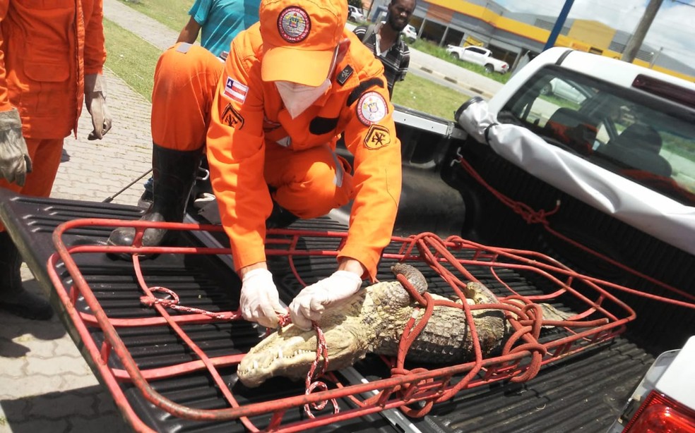Jacaré ferido foi resgatado e levado à sede do Inema, em Cruz das Almas — Foto: Corpo de Bombeiros/Divulgação
