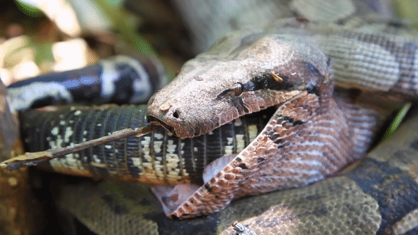 Vídeo mostra jiboia engolindo 'lagarto gigante' no quintal da casa de biólogo em Bonito