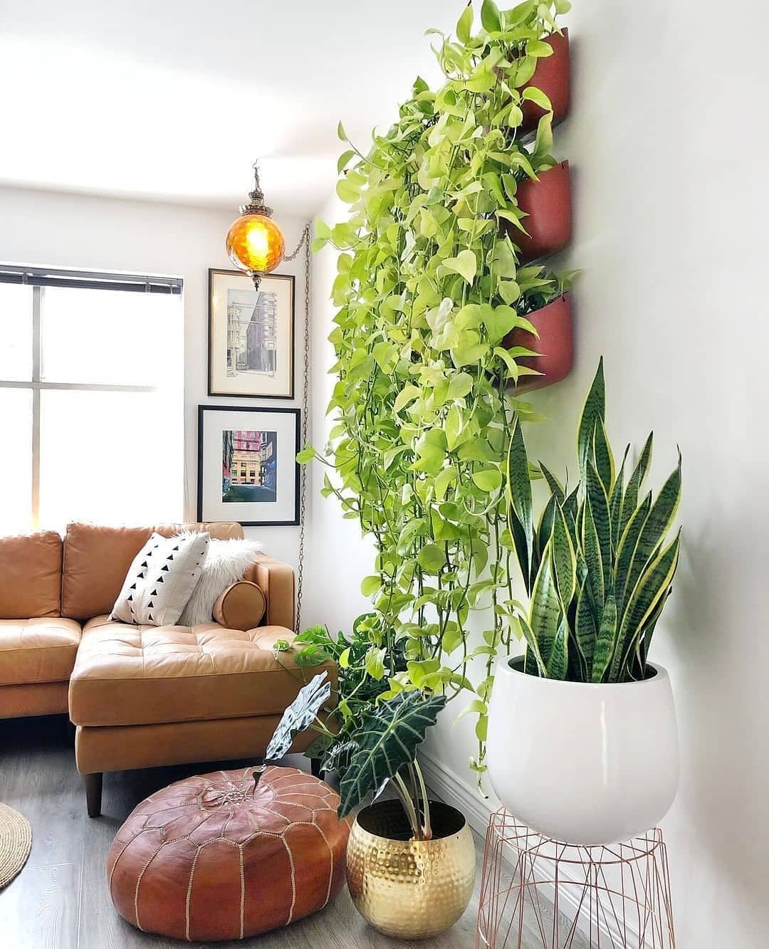 5 plantas que são tendências para a decoração da casa (Foto: Reprodução / Instagram / @theplantjunki)