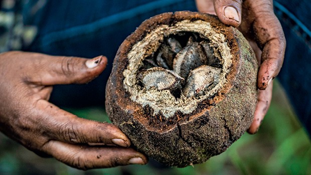 Conhecida no mundo como castanha-do-brasil, a semente nativa da Amazônia está cada vez mais pressionada pelo desmatamento (Foto: Terramar Filmes/Sementes do Amanhã)