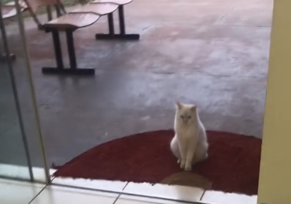 Gato busca tutora na porta do trabalho e eles vão para casa juntos  (Foto: TikTok/ @paulaoliveiraperes/ Reprodução)