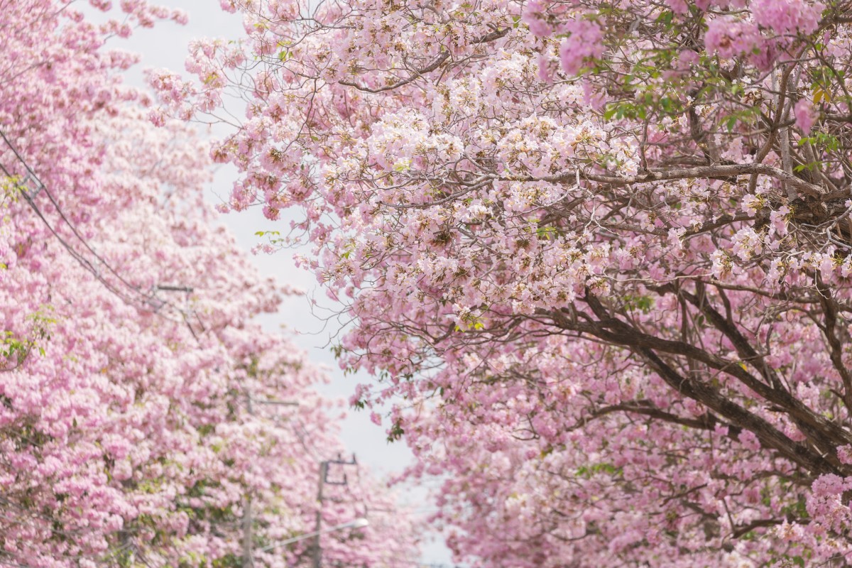 Tabebuia rosea: a árvore ipê-rosa colore e embeleza as ruas da cidade -  Casa e Jardim | Plantas