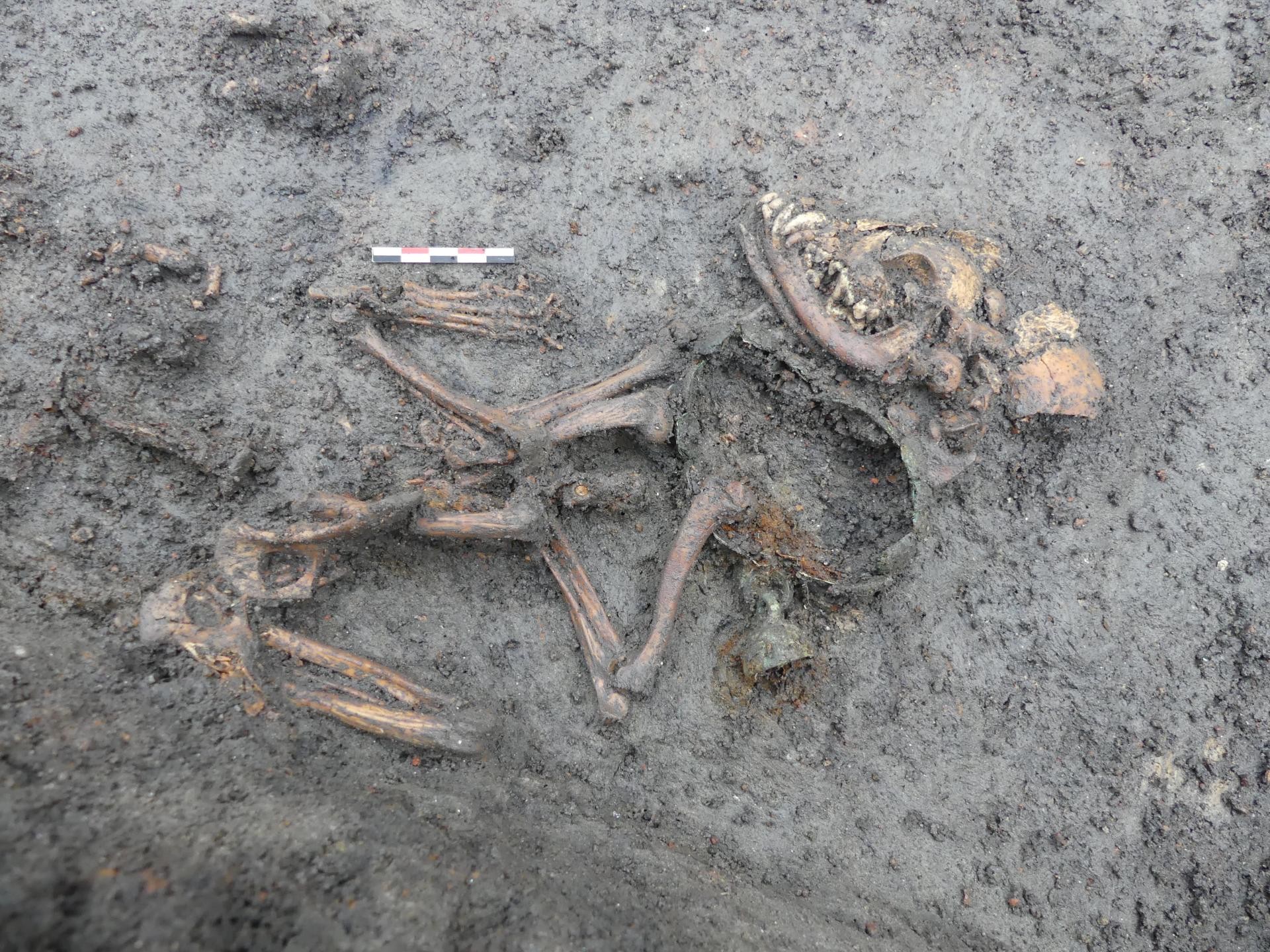 Esqueleto do cachorro encontrado  (Foto: Argan Connan/Inrap)