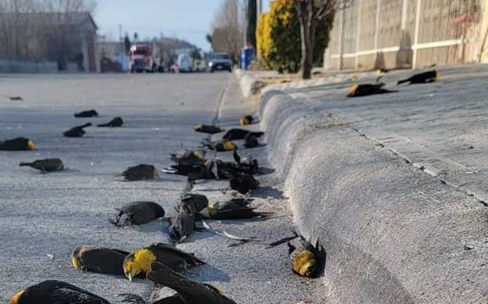 Colisão: após a queda, vários pássaros morreram. — Foto: Câmera de Segurança de Cuauhtémoc