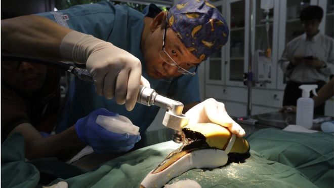 A parte do bico danificada teve de ser removida em cirurgia (Foto: WILDLIFE RESERVES SINGAPORE via BBC News Brasil)