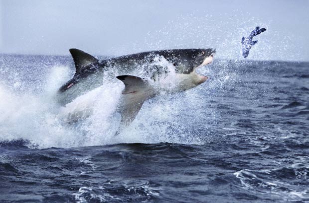 Flagra feito pelo fotógrafo Steve Bloom mostra um grande tubarão branco caçando uma foca na África do Sul. A imagem divulgada pela agência 'Barcroft Media' em julho de 2011 mostra o predador saltando fora d'água para alcançar a presa. (Foto: Steve Bloom/Barcroft Media/Getty Images)