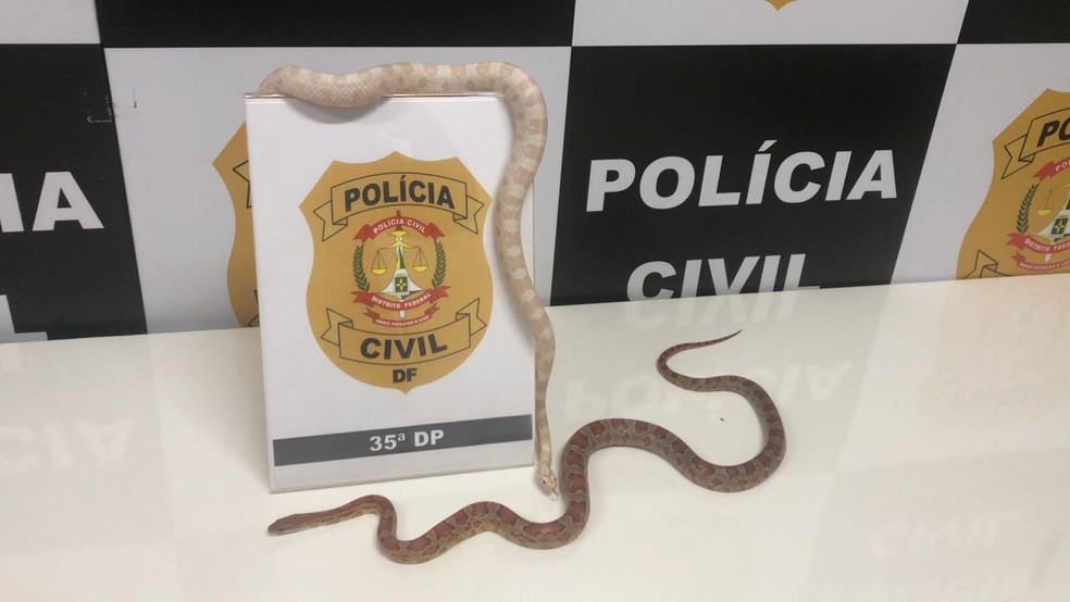 Polícia apreende duas cobras exóticas criadas ilegalmente no DF — Foto: Polícia Civil do DF/Divulgação