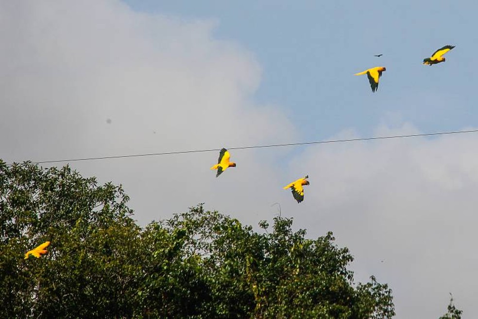 Aves ararajubas são reintroduzidas ao meio ambiente em Belém — Foto: Marcelo Seabra/Ag. Pará