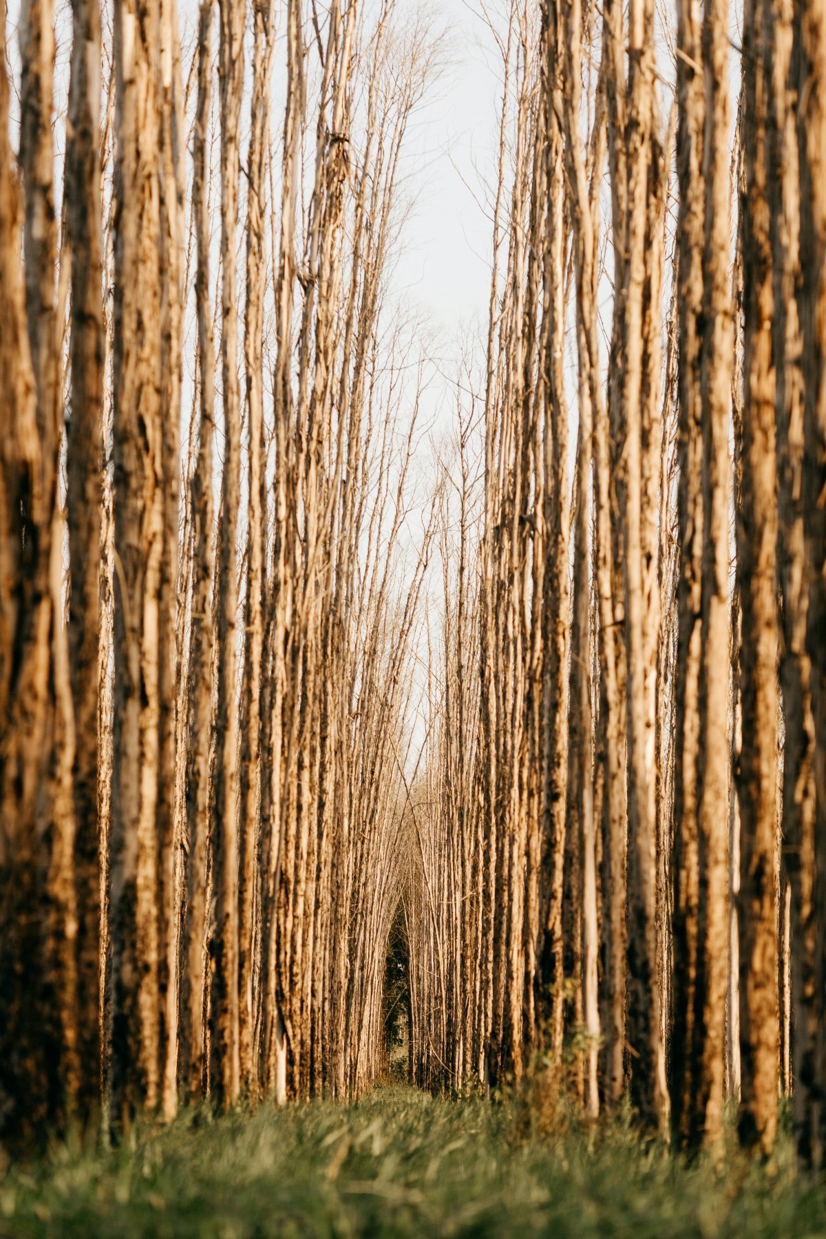 Conhecidos como “árvores gasolina”, os eucaliptos estão sempre preparando a floresta para um incêndio (Foto: Unsplash / Jonathan Borba / CreativeCommons)