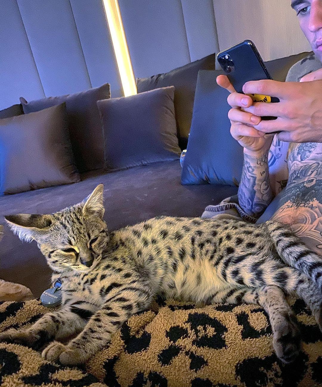O cantor Justin Bieber adotou os gatos da raça em 2019 (Foto: Reprodução/ @kittysushiandtuna / Instagram)