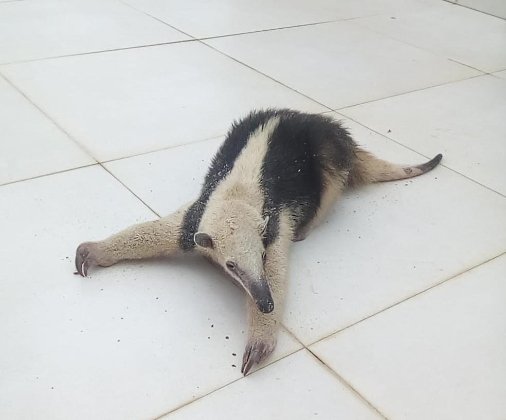 Animal encontrado em Cabo Frio, no RJ, estava muito cansado â Foto: Prefeitura de Cabo Frio/ DivulgaÃ§Ã£o 