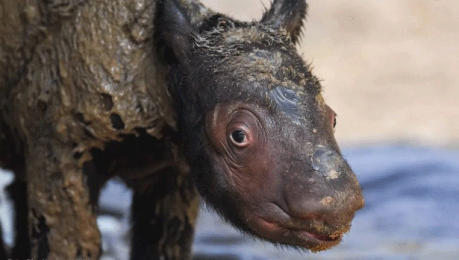 Bebê de rinoceronte de Sumatra