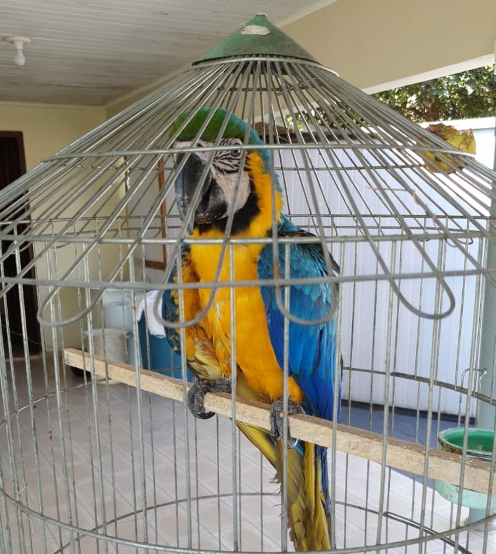 Ave que sobreviveu foi achada com ferimentos nas asas e levada para veterinÃ¡rio â Foto: ArÃ£o Leite