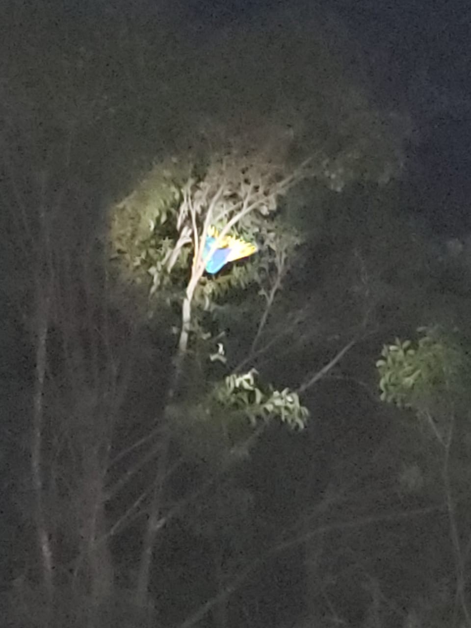 Arara-canindé fica presa em árvore de 20 metros em Campo Grande; bombeiros são acionados