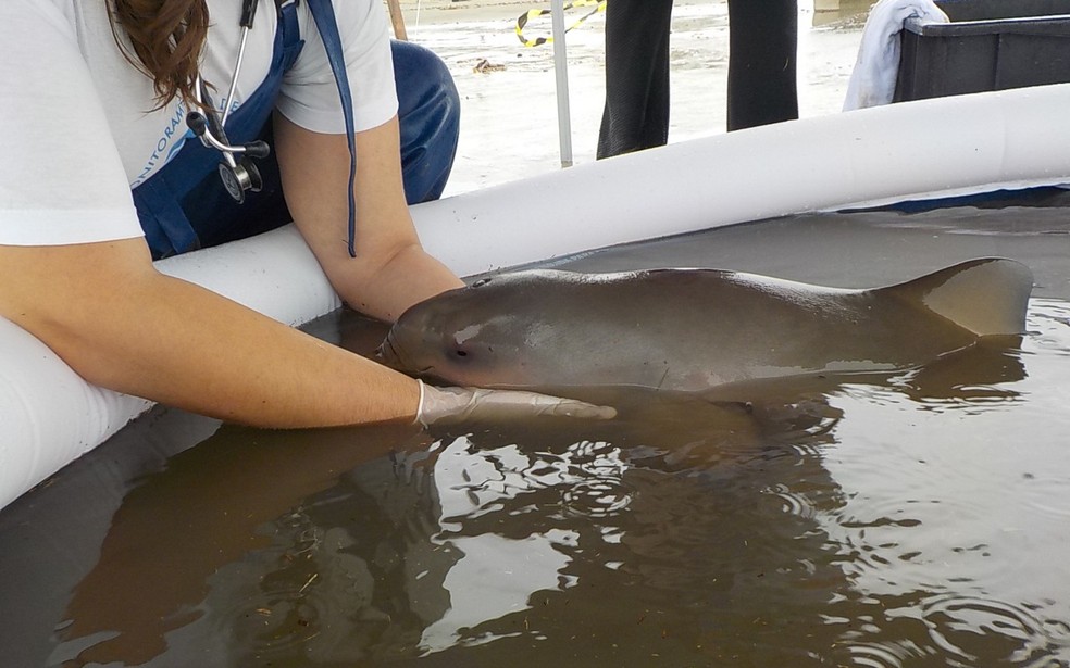 Mini Golfinho Ameacado De Extincao E Salvo Por Piscina Inflavel Em Sp Santos E Regiao G1