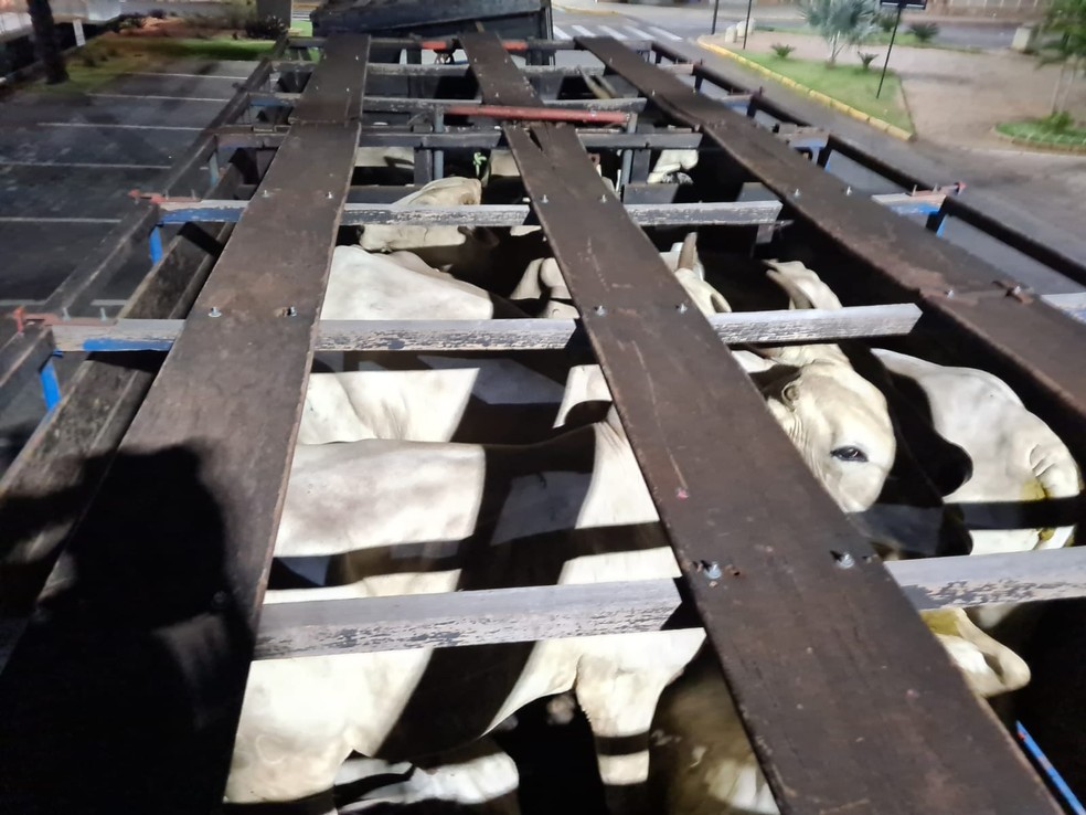 Cabeças de gado furtadas foram recuperadas em Nhandeara  — Foto: Arquivo pessoal 