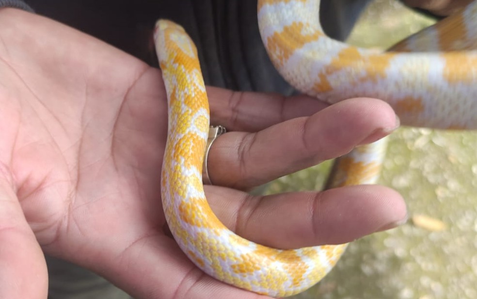 FOTOS: Corn snake, espécie de serpente exótica dos EUA, é