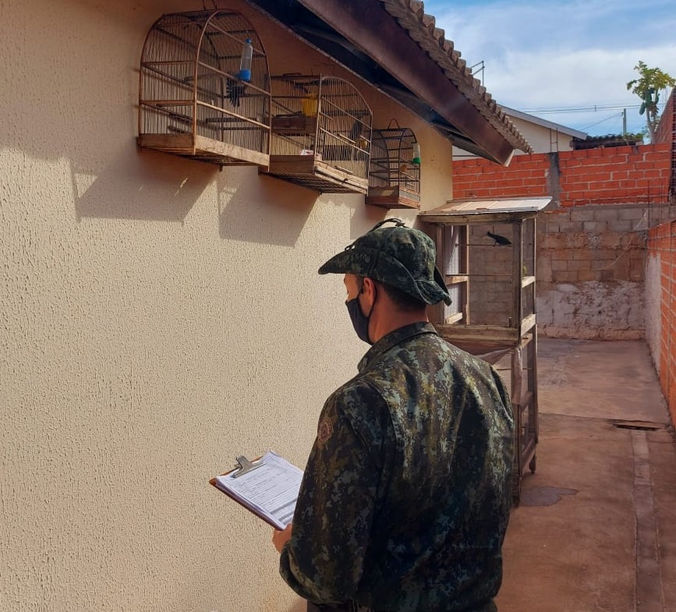 Morador de Pirapozinho recebeu multa de R$ 2 mil por manter aves em cativeiro — Foto: Polícia Militar Ambiental