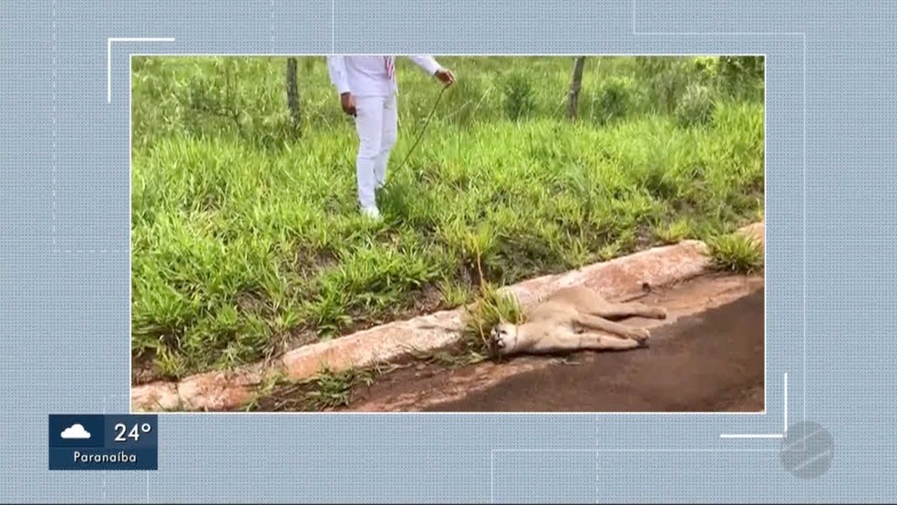 Onça-parda ferida em rodovia de MS — Foto: Reprodução/TV Morena