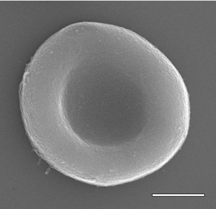 Cientistas criam glóbulo vermelho sintético capaz de transportar medicamentos (Foto: ACS Nano)