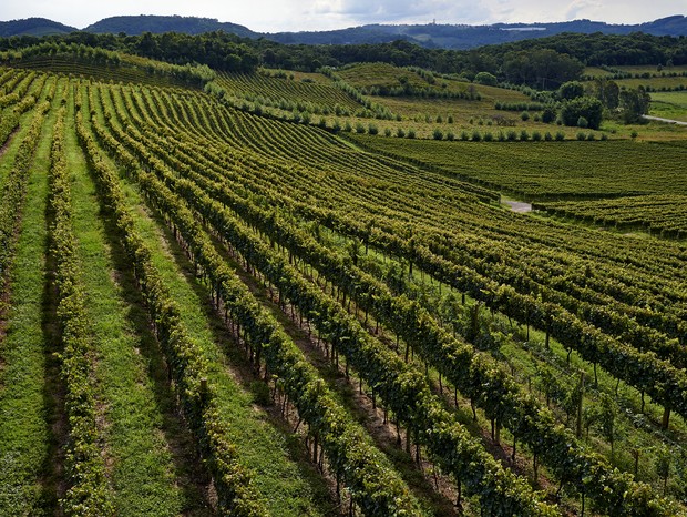 Brazil, Rio Grande Do Sul, Bento Goncalves, Serra Gaucha, vineyards. (Foto: Getty Images)