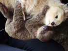 Bebê preguiça ganha ‘mãe’ de pelúcia após ser rejeitado em zoo