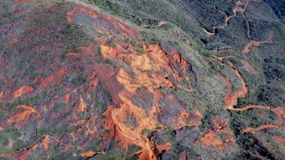 De acordo com pesquisadores, a árvore, que pode chegar a 20 metros de altura, está ameaçada pelo desmatamento â€” Foto: Getty Images via BBC