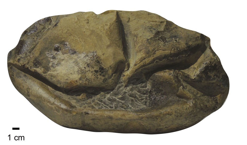 Fóssil mede 28 por 18 centímetros e é maior ovo de casca mole já descoberto (Foto: Lucas Legendre/Nature)