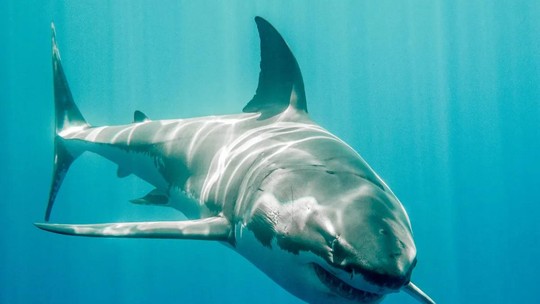 Tubarões: entenda o que está por trás da “má fama” desses animais 