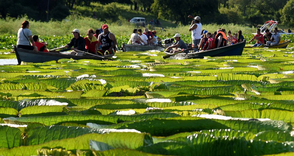 Turistas passeiam de barco em meio a vitórias-régias gigantes na lagoa de Piquete Cue, no Paraguai (Foto: Norberto Duarte/AFP)