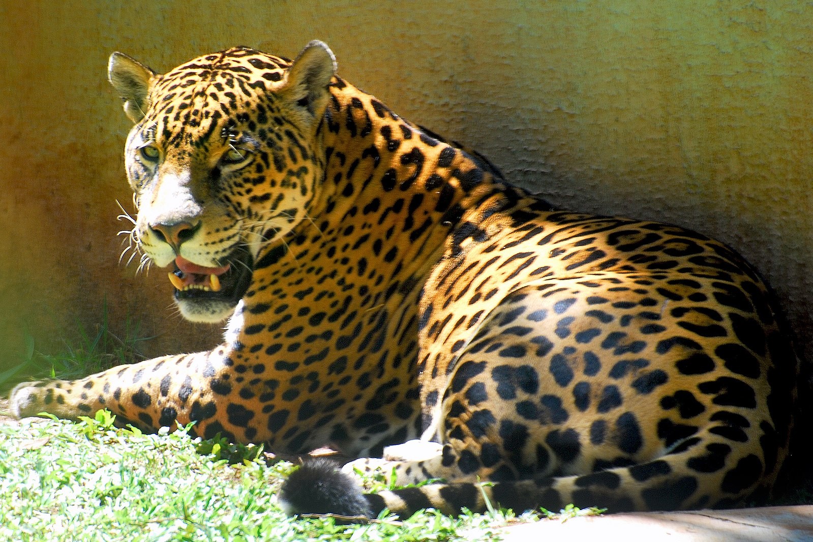 A onça-pintada é o maior felino da América (Foto: Silvio Tanaka  / Wikimedia Commons / CreativeCommons)