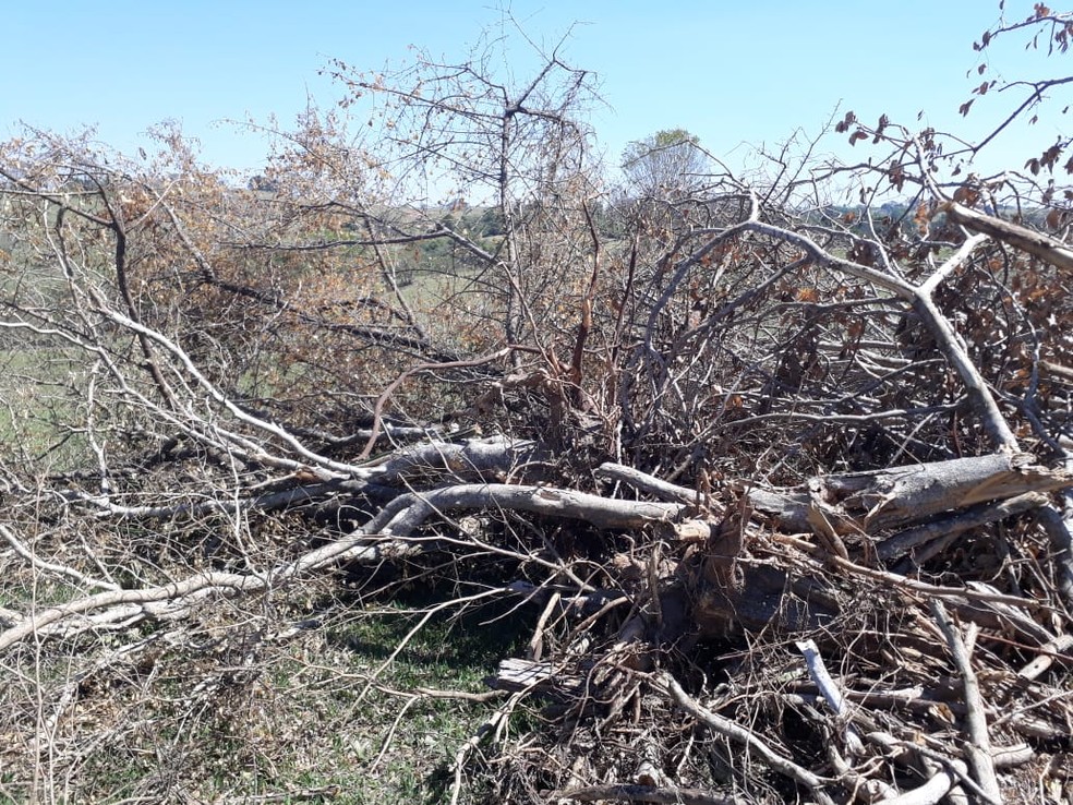 Sitiante foi multado em mais de R$ 40 mil por infrações florestais — Foto: Polícia Ambiental