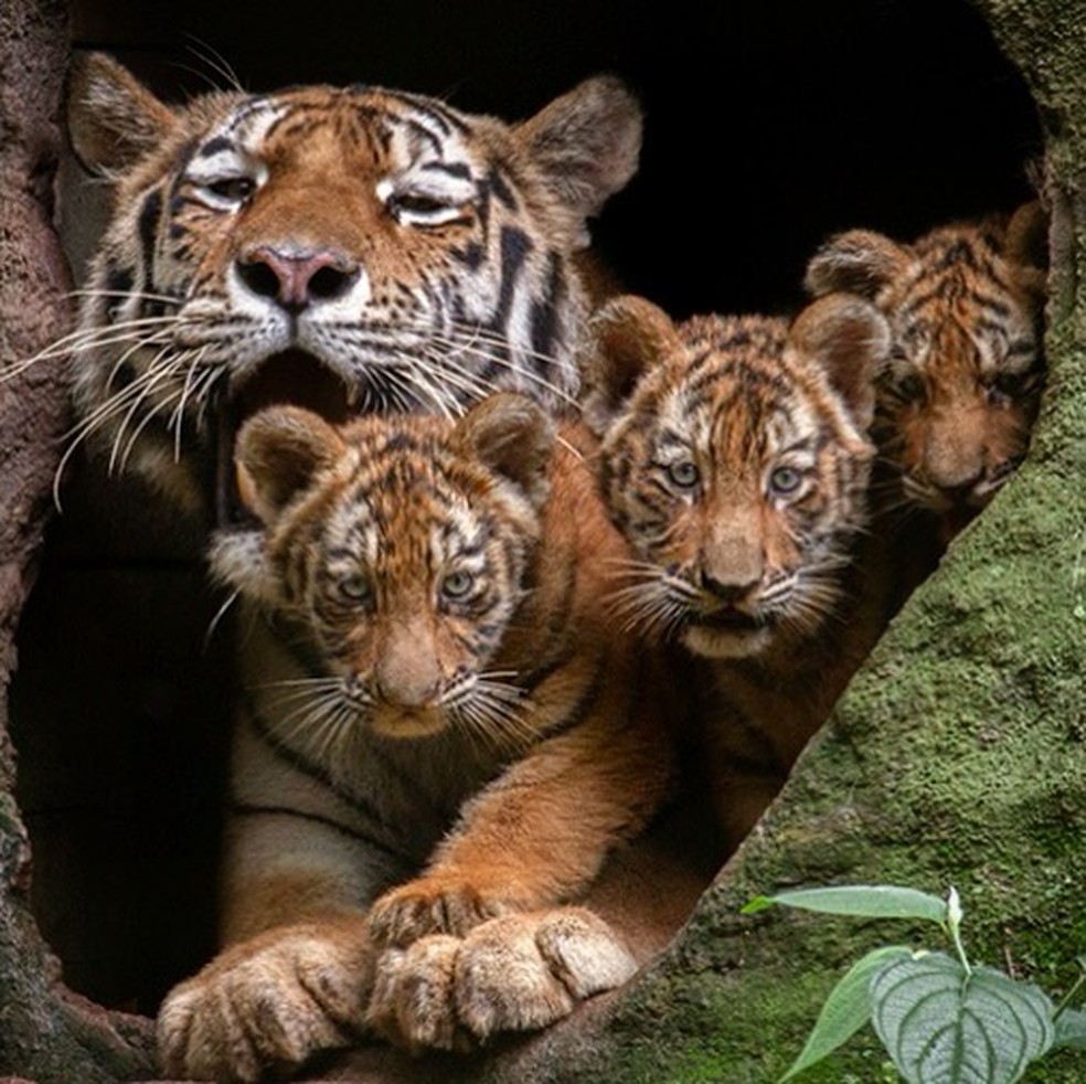Filhotes de tigre siberiano com a mãe no zoo de Itatiba (SP) — Foto: Divulgação/Zooparque de Itatiba