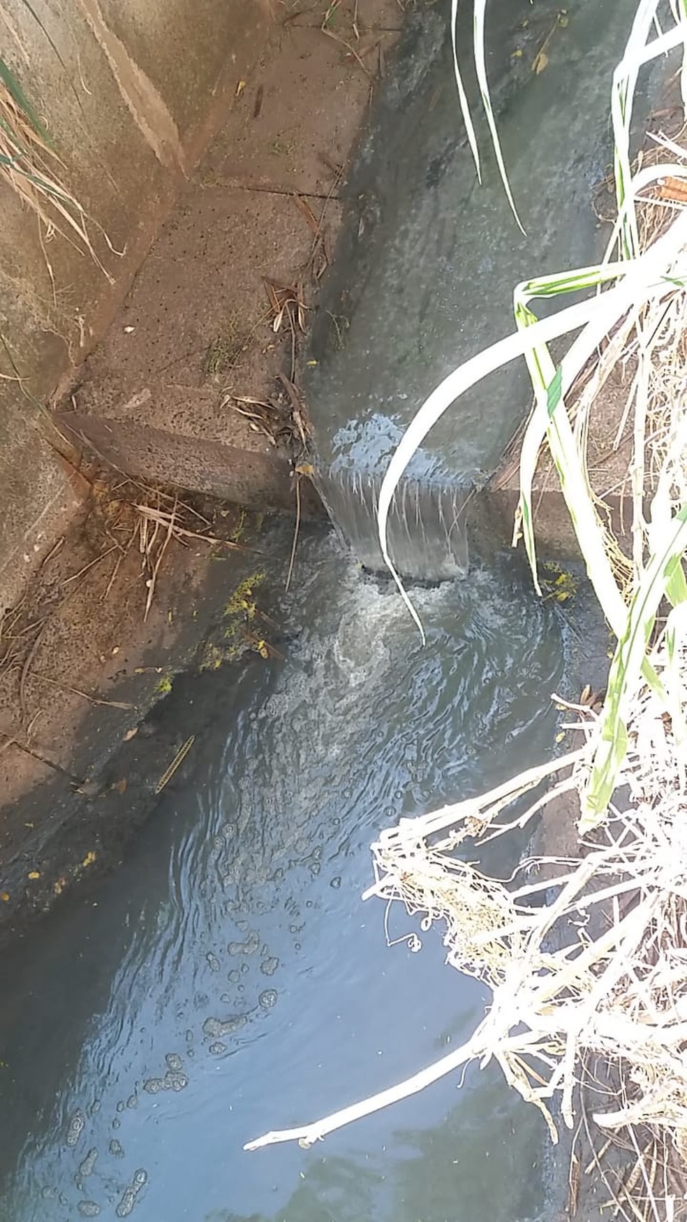 Moradores reclamam de esgoto a céu aberto em parque ecológico de Presidente Prudente (SP) — Foto: Cedida