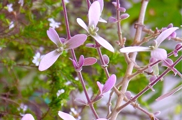 Congeia (Foto: Flores e Folhagens / Reprodução)